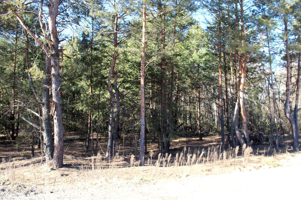 Продам ділянку 10 соток в Пірново з виходом в ліс