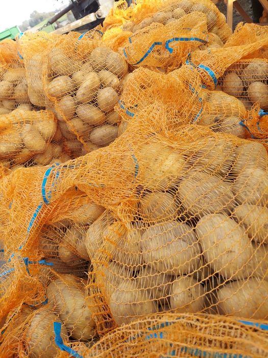 Ziemniaki Jadalne Denar i Lilly