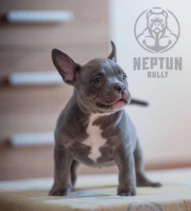 Pies American bully Perun
pocket/standard

Data urodzenia 24.08.2025