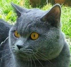 Reproduktor krycie Brytyjski kot niebieski krótkowłosy Bydgoszcz