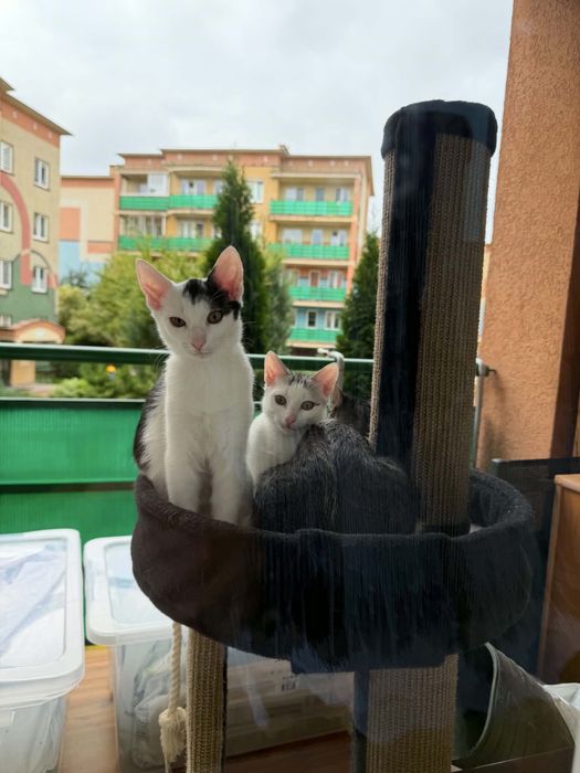 Kotki do oddania za darmo