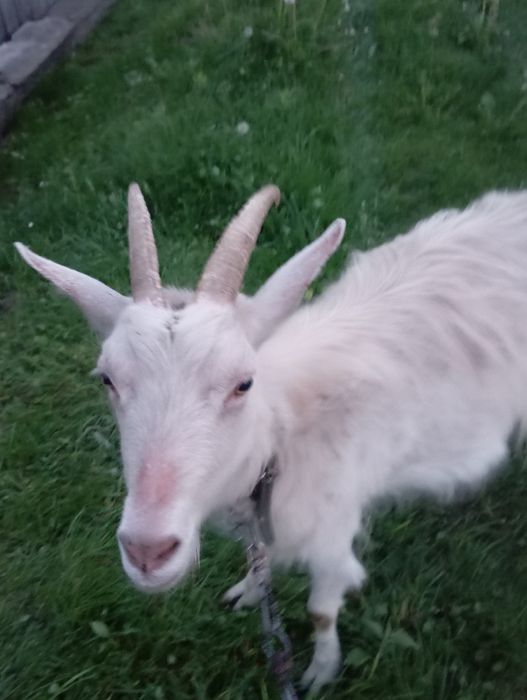 Продам дві козі.