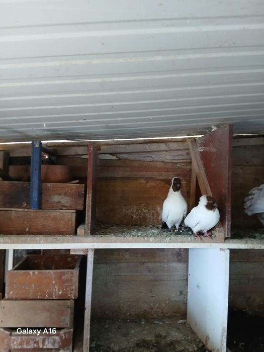 Pombos lahore e pombos viuvinha