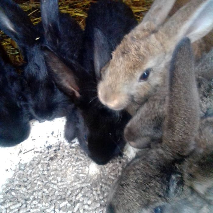 Кролики молодняк