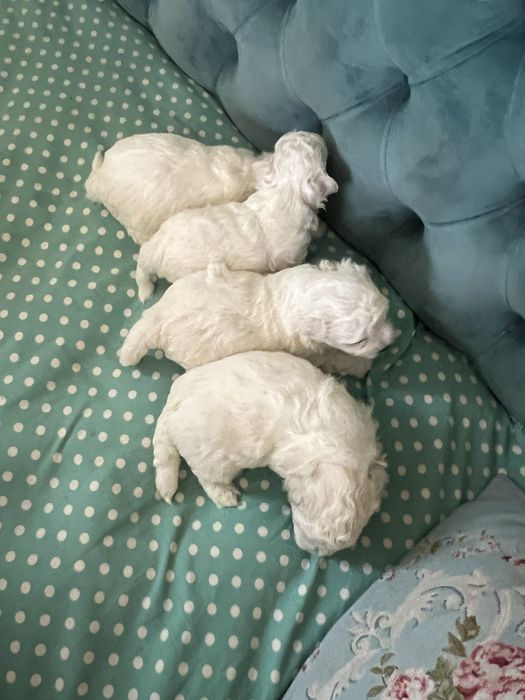 Продам щенков бишона