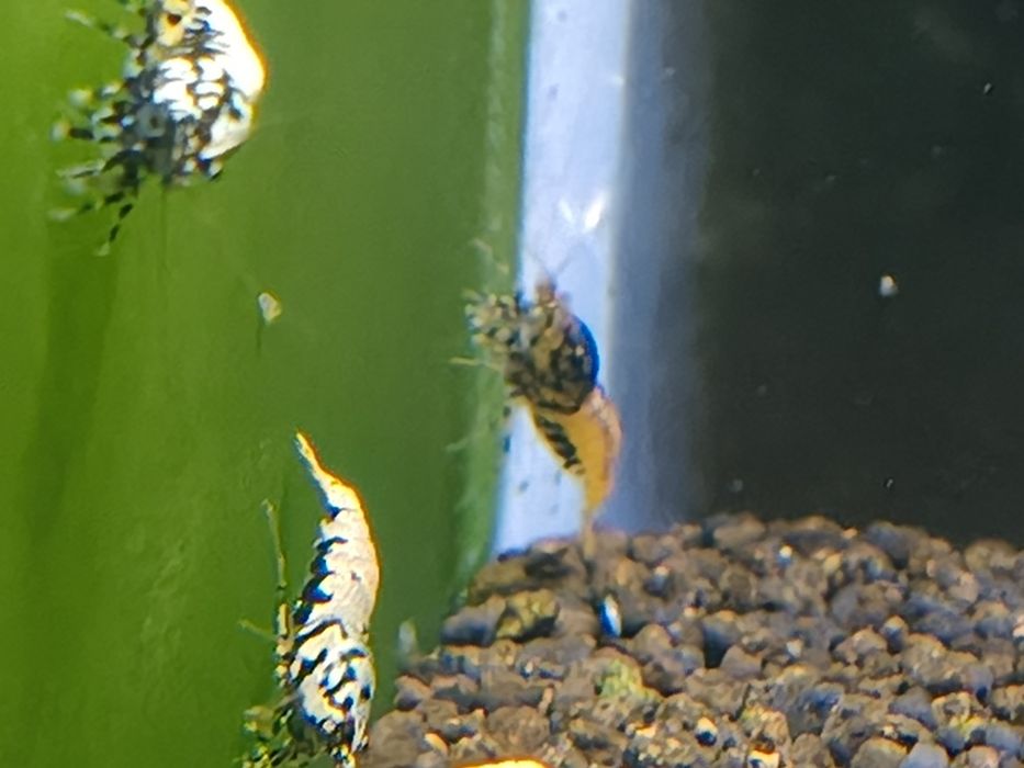 Krewetki Galaxy fishbone po Boa