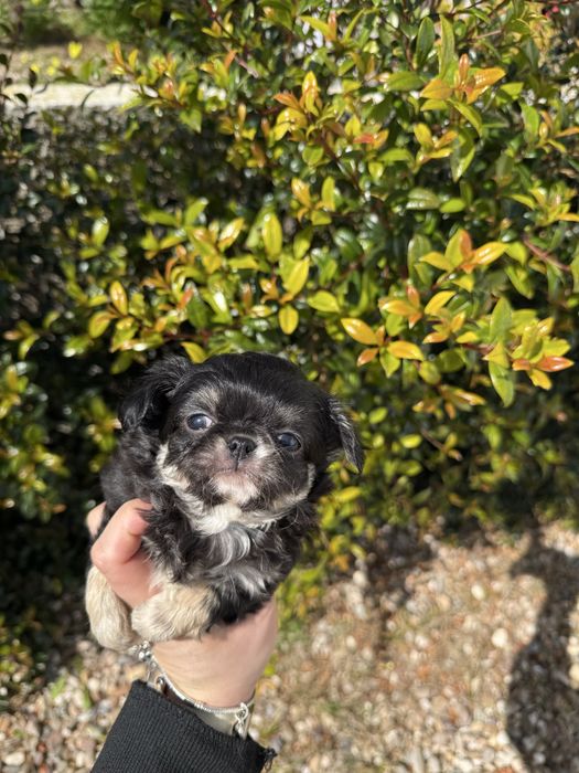 Excelente mini menino Chihuahua/Chiuaua Linhagem Russa de Qualidade