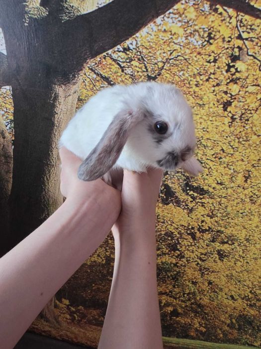 Króliczek mini lop