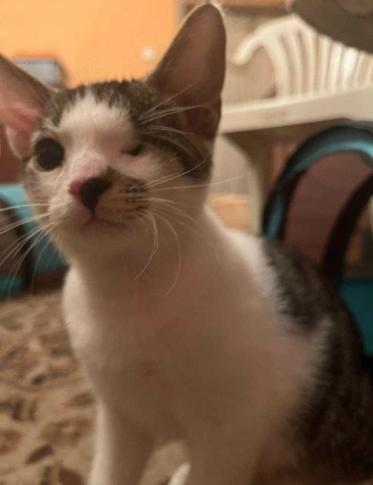 Ash Jack szukamy domu