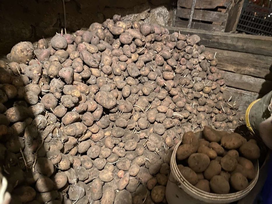 Продаж картоплі Вінниця