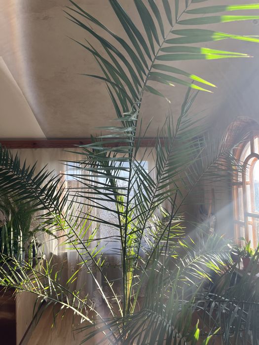 Пальма на вибір