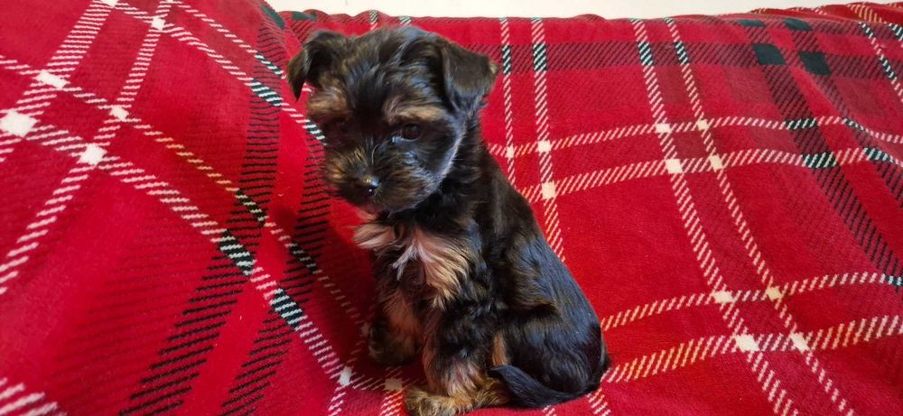 Yorkshire Terrier Biewer Carrier