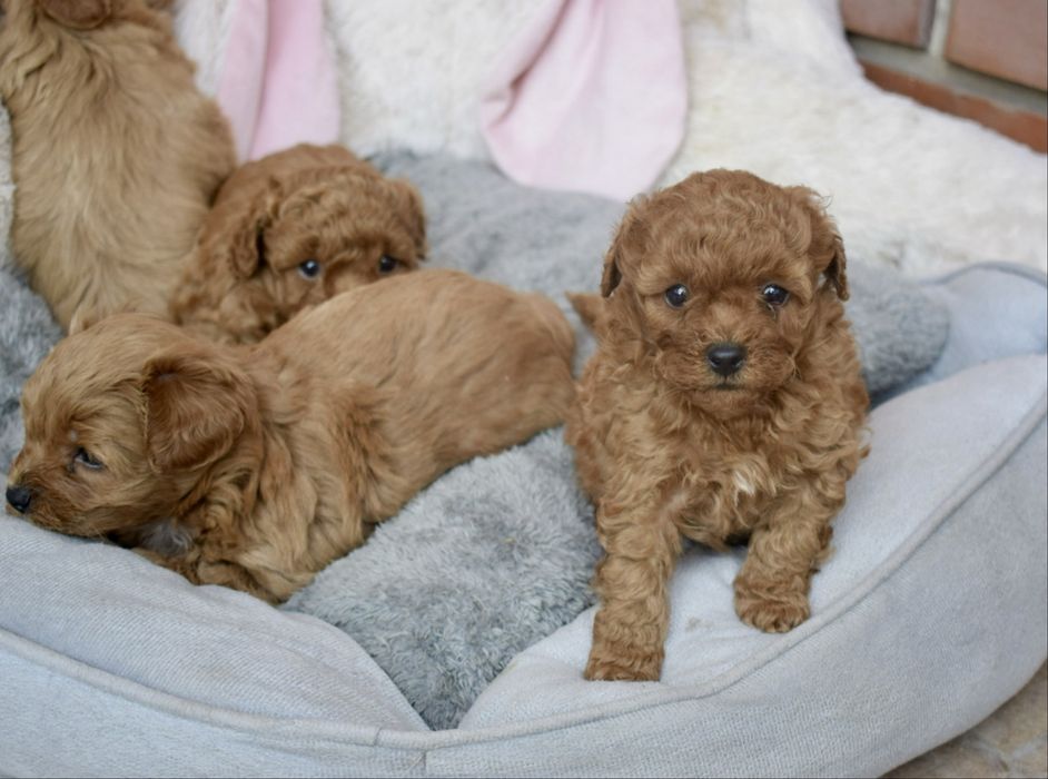 Maltipoo piękna ruda panna