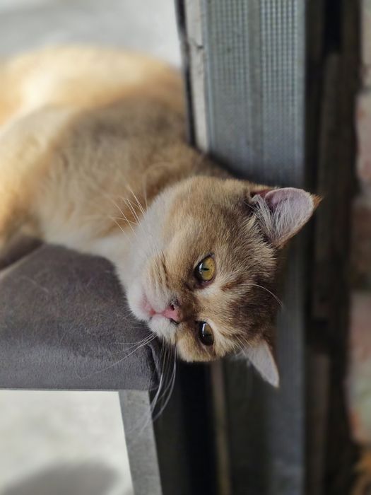Кот золота шиншилла