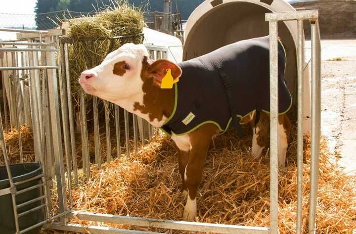 Derka dla cielaka PREMIUM granatowa Kerbl, 70 lub 80 cm