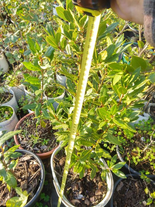 Plantas araçá amarelo, maracujá roxo, buxos e loureiro