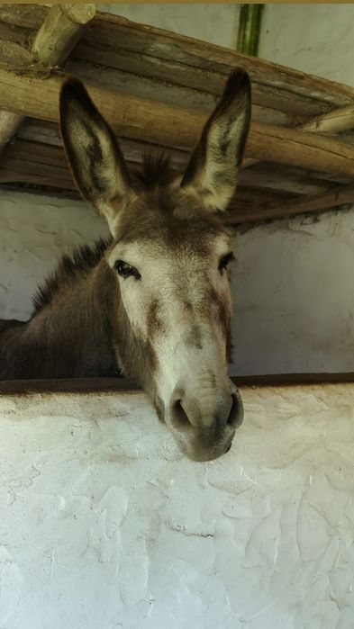Burro raça Cruz Cristo