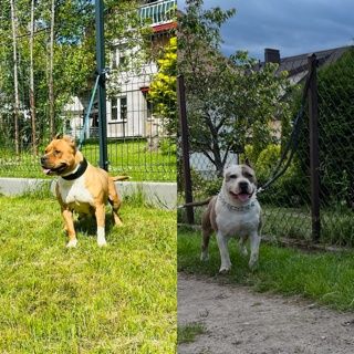 American Staffordshire Terrier Amstaff Suczka
