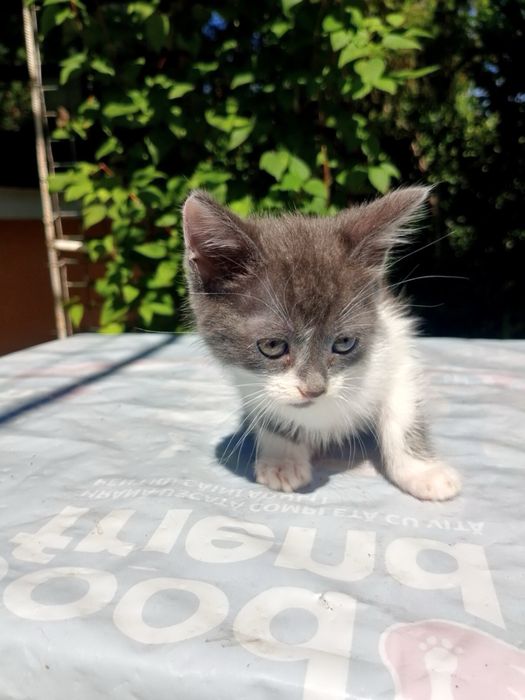 Отдам котят в добрые руки