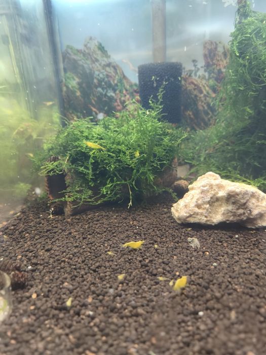 Neocaridinas Yellow fire