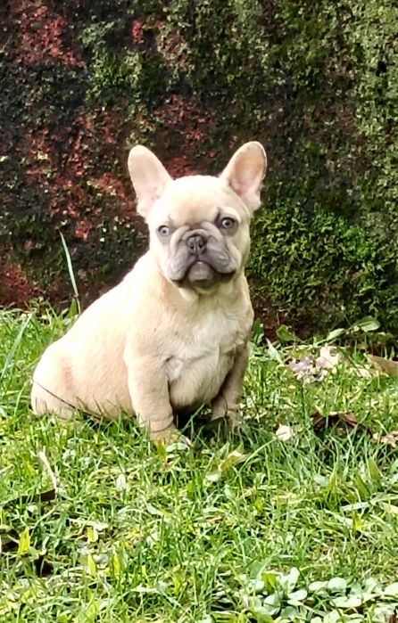 Bulldog Francês Lilac