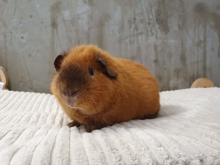 Świnka morska Us Teddy Samiec california
