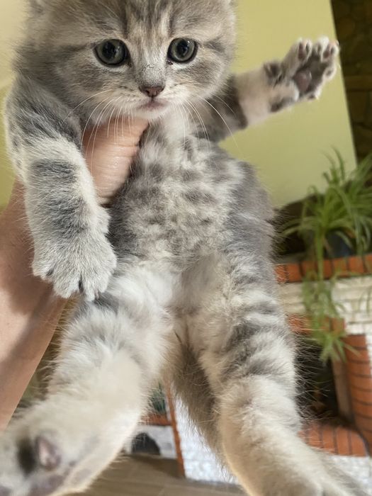 Британьскі котята