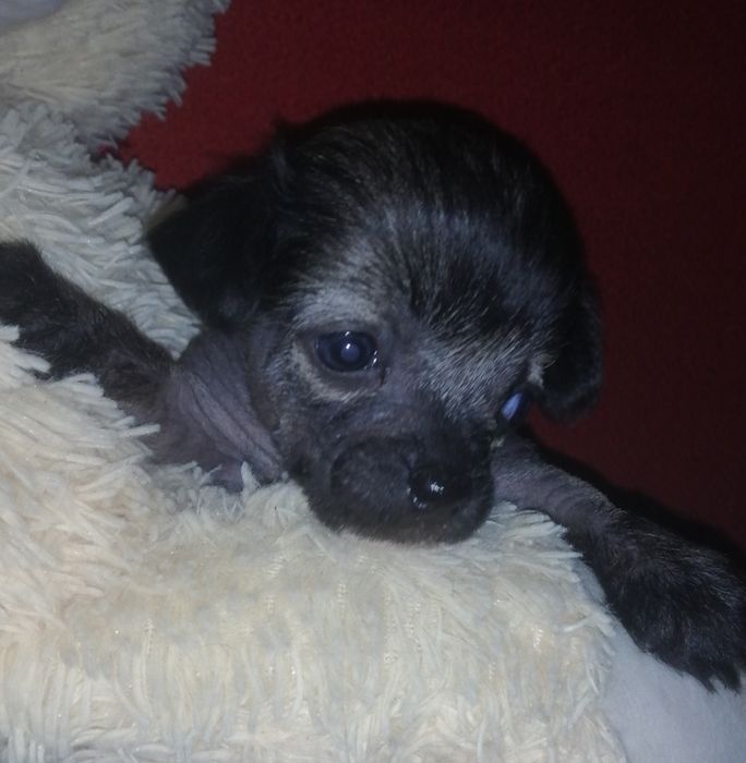 Китайская Хохлатая