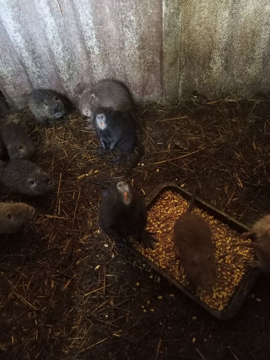 Продам молодих звірів 1,5-2,5місяці