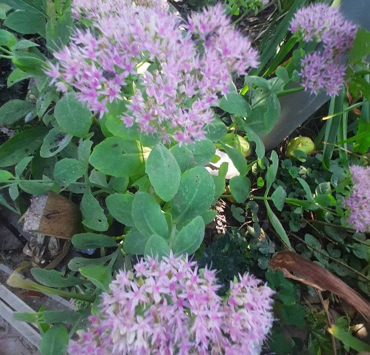 Сукулент Седум, багаторічний