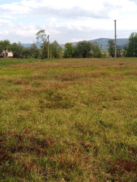 ДУЖЕ ДЕШЕВА ЗЕМЛЯ в найчистішій екологічній місцевості Прикарпаття !