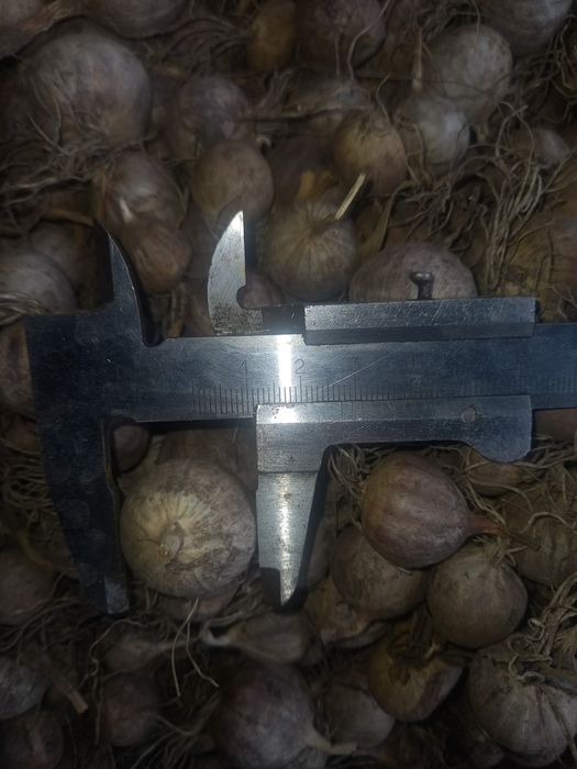 Продам однозубку сорту Любаша