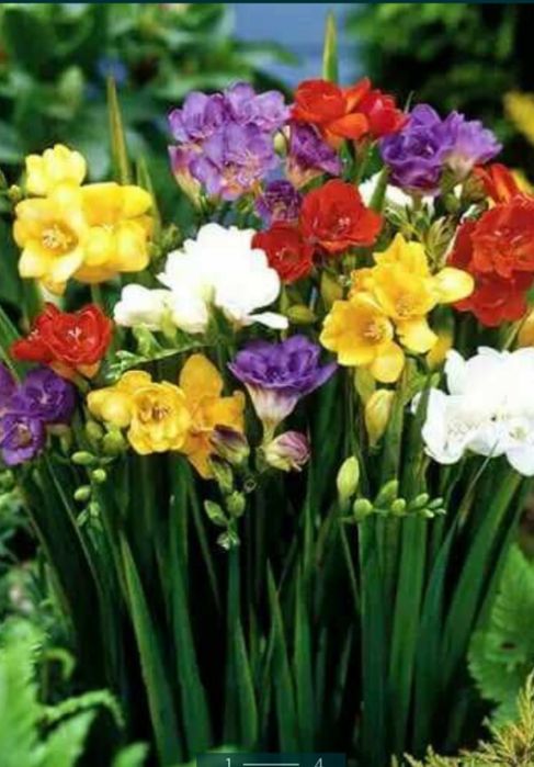 Продам цибулини махрової фрезії