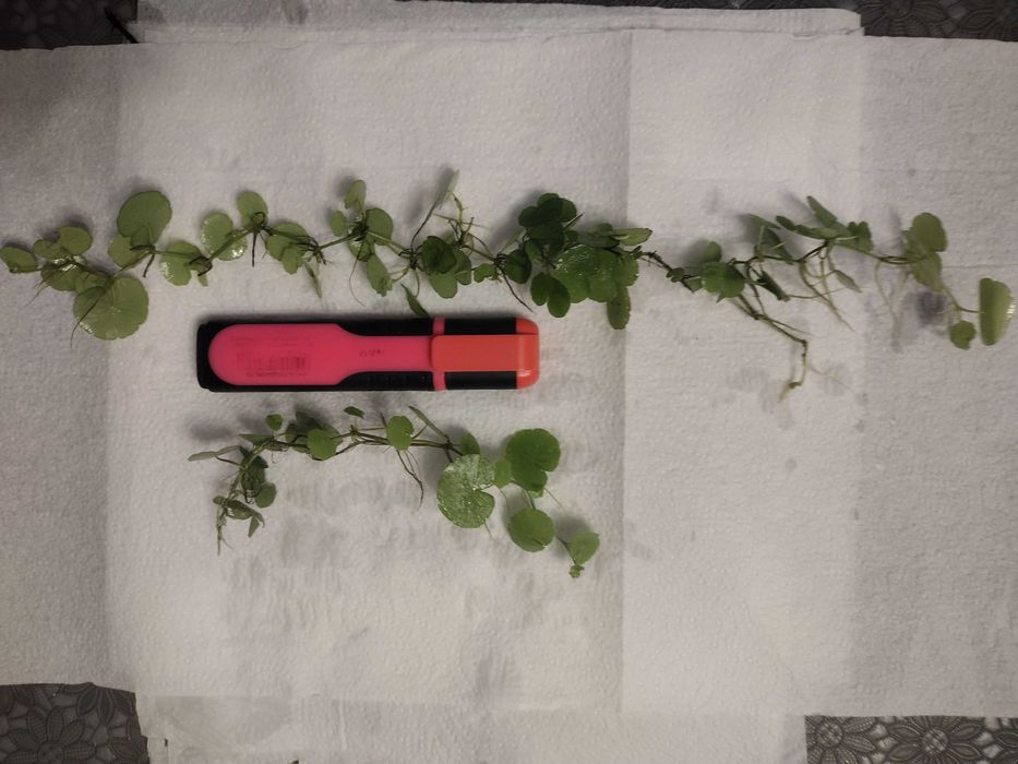 Roślina akwariowa - WĄKROTKA ZWYCZAJNA