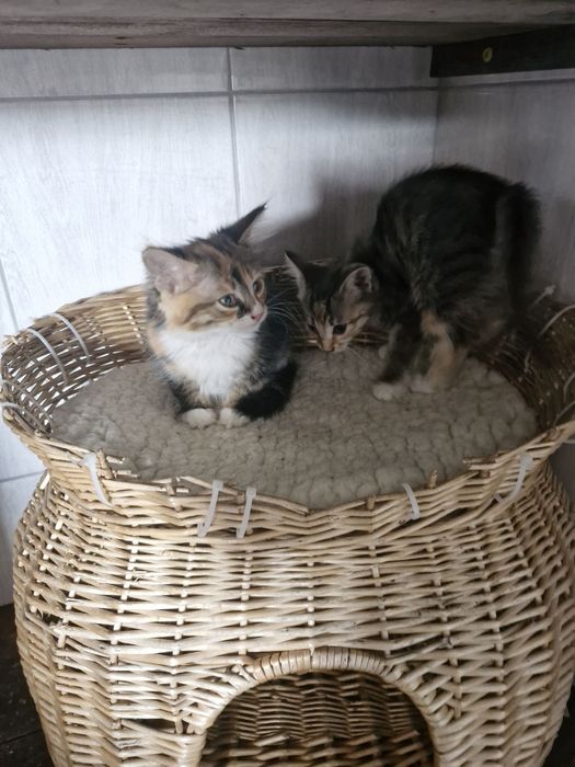 Віддам у добрі руки кошеня