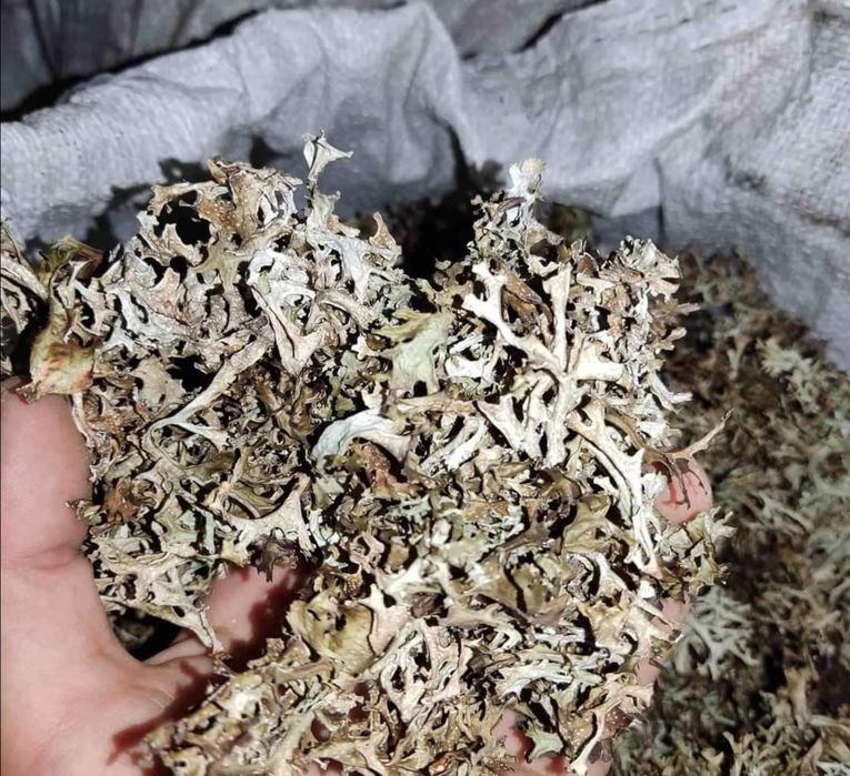 Продам Ісландський мох сухий  450 за 1кг