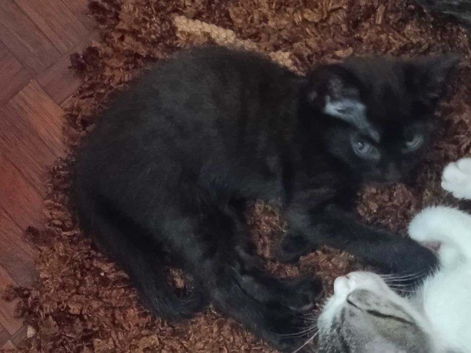 Doar gatinhos bebes