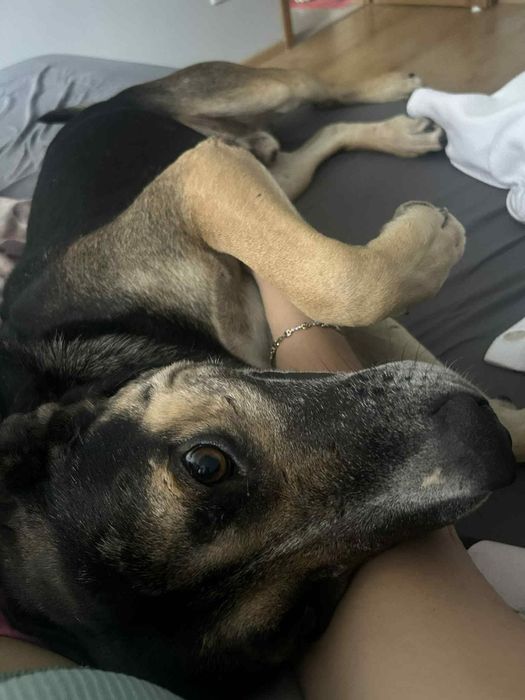 Pies bez ziemi szuka swojego kąta