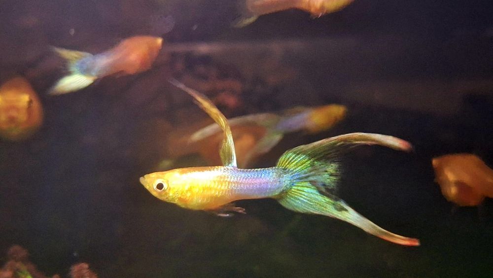 Gupik Endlera Japan Blue Gold duble sward