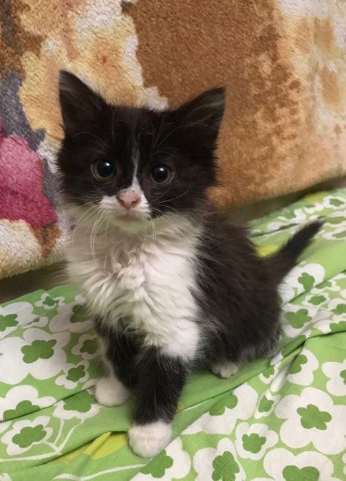 Маленькие котята бесплатно