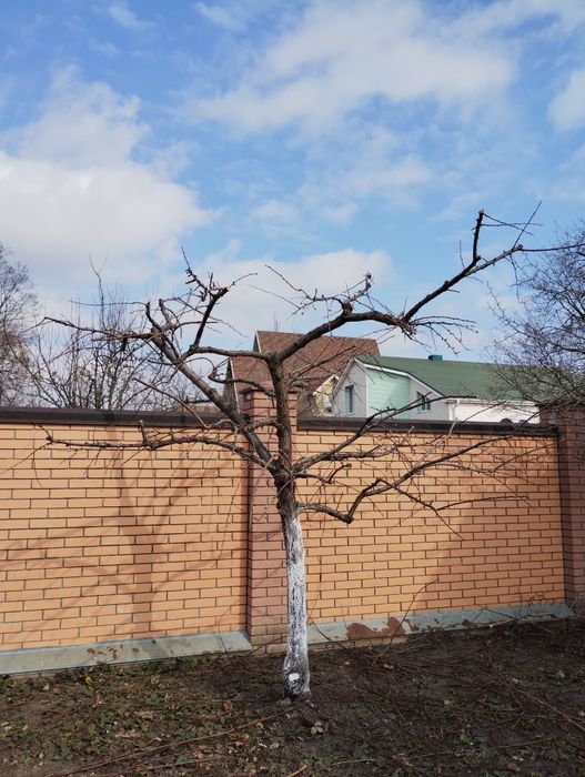 Обрізка саду. Ландшафтний дизайн. Стрижка. Обробка.Скарифікація газону