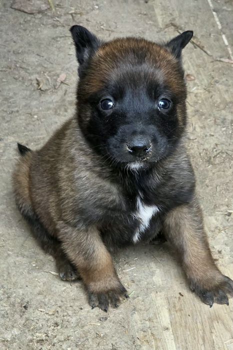 Owczarek belgijski malinois suczka
