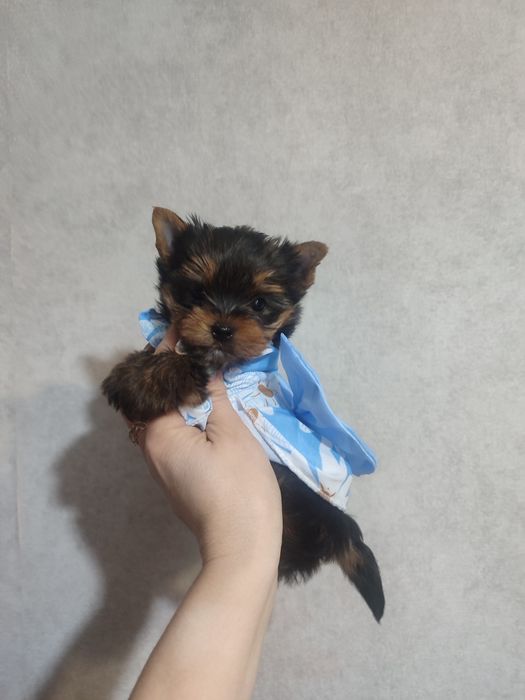 Міні йорк дівчинка