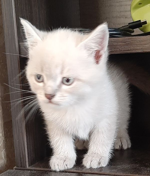 Котенок девочка Британская Блю Поинт