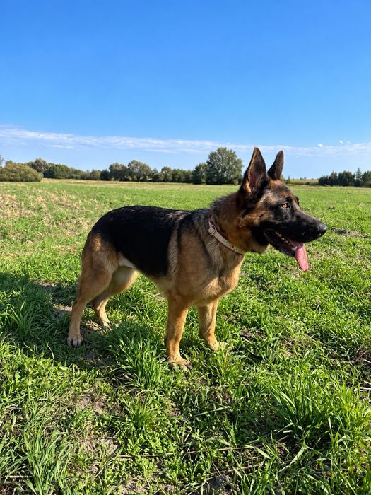 Łagodna, oddana i mądra suczka w typie owczarka poleca się do adopcji