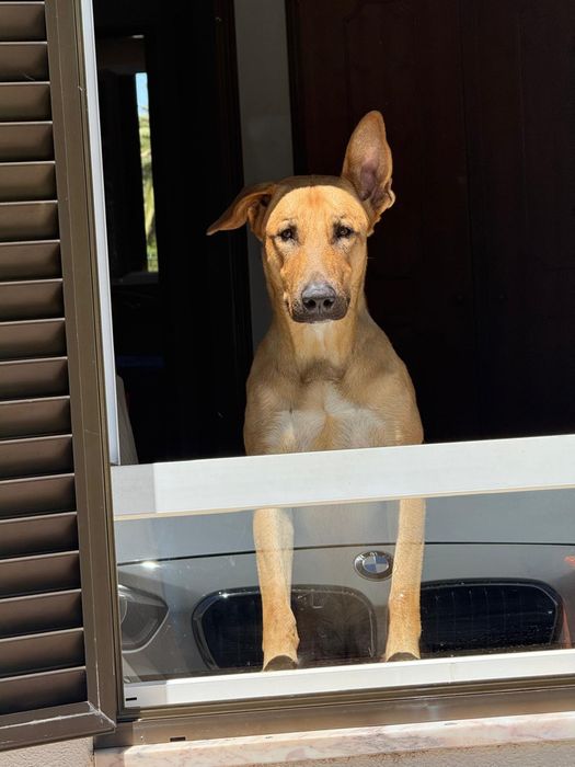 Kiko procura uma nova família