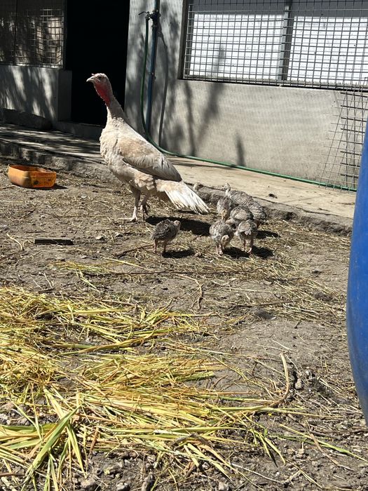 Venda de perus adultos e novos