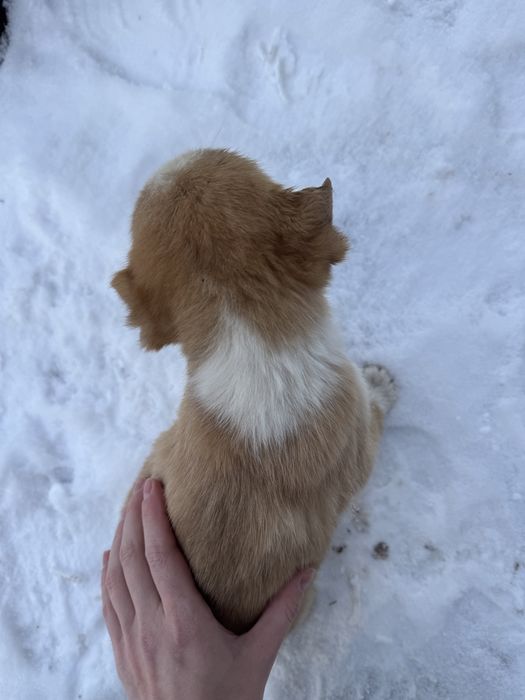 Цуценята шукають дім (від 22.10) - дівчинка