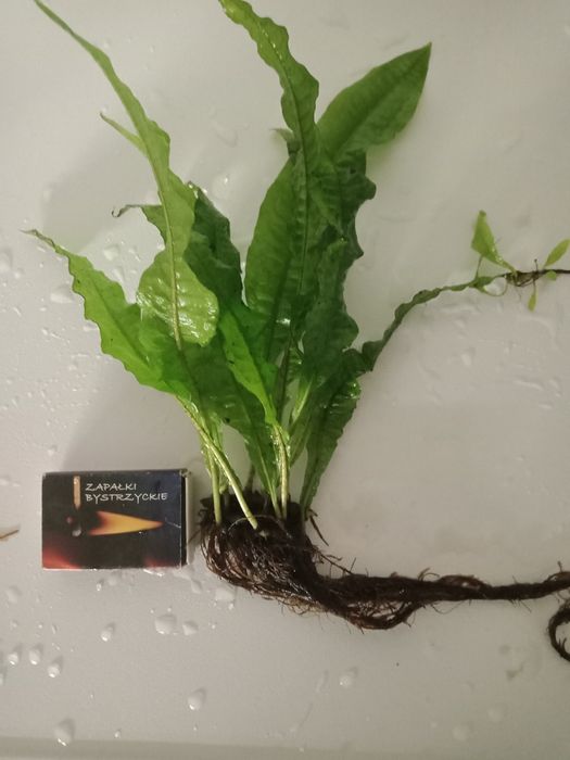 Microsorium roślina akwariowa