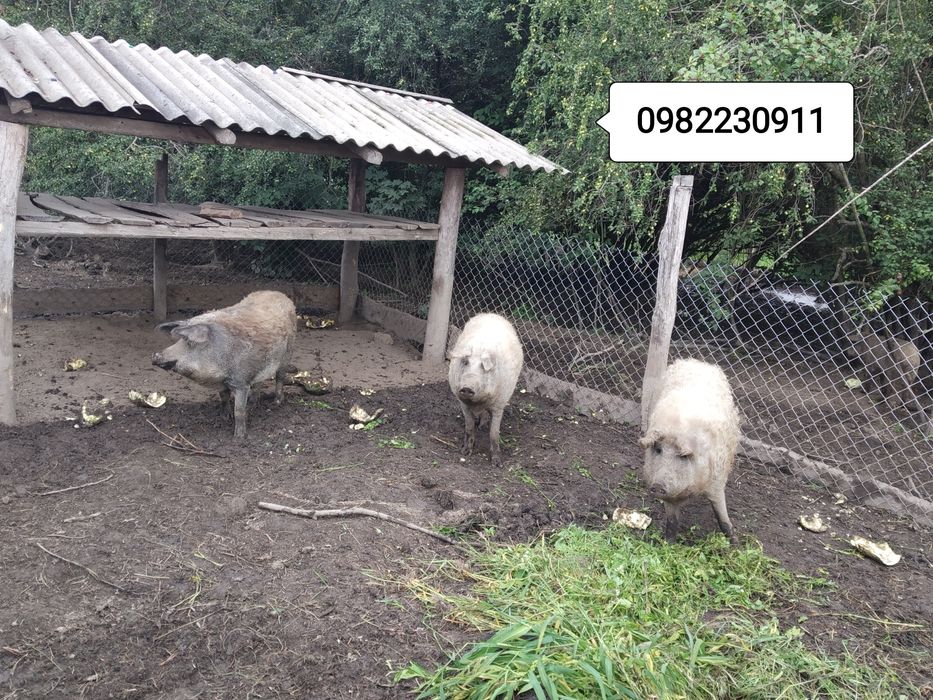 Свині на племя,мангалиці. мангалиця ,ТУШКИ (м'ясо, сало) 150 гр/кг ЕКО